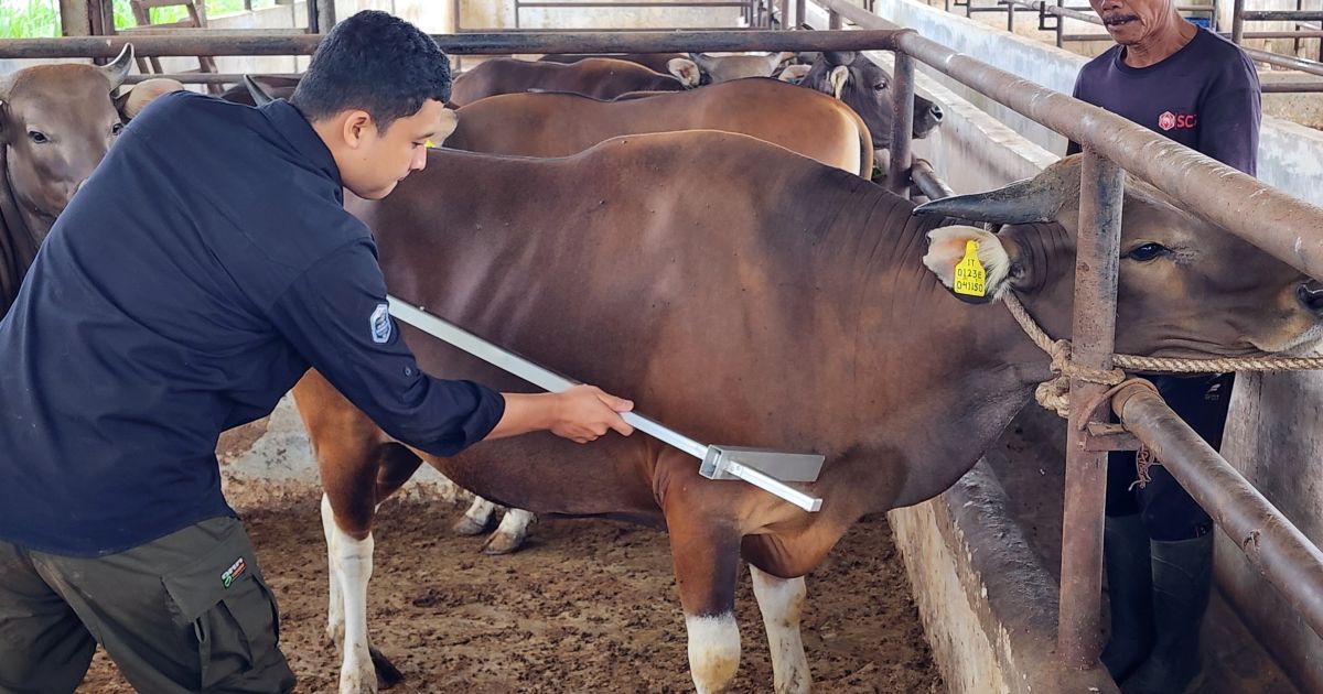 Disnakkeswan Lampung Luruskan Isu Kelangkaan Daging Sapi
