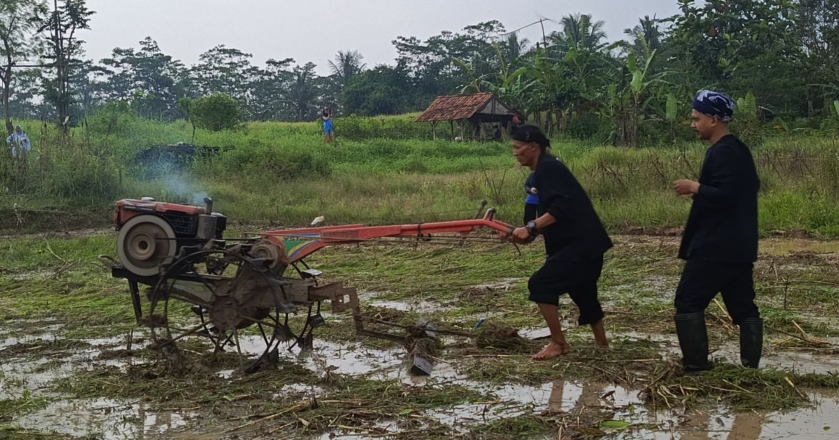 Peringati Hari PETA, KNPI Jasinga Turun ke Sawah Perkuat Ketahanan Pangan