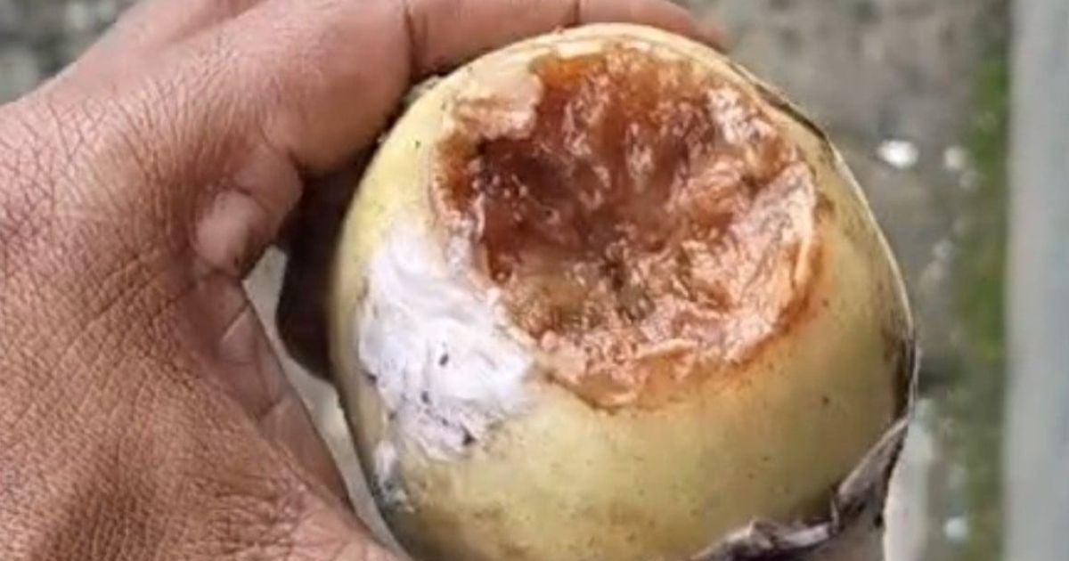 Viral! Wali Murid di Nanggung Keluhkan Buah Busuk pada Program MBG