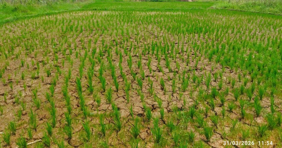 Ketahanan Pangan Jasinga Mulai Tanam Padi, Terkendala Irigasi Rusak Sejak 2020