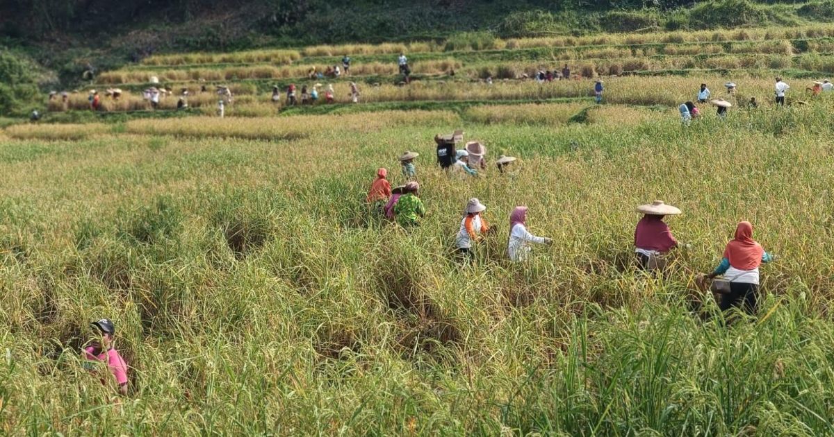 Masyarakat adat Guradog Lebak gelar panen raya sawah tangtu dengan tradisi dietem. Kegiatan ini jadi simbol pelestarian budaya dan penguat solidaritas warga.