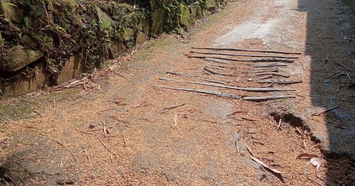 Jalan Desa Cipicung, Bogor rusak bertahun-tahun tanpa perbaikan. Warga terpaksa menabur sekam saat hujan, DPRD pertanyakan penggunaan dana desa dan bantuan infrastruktur