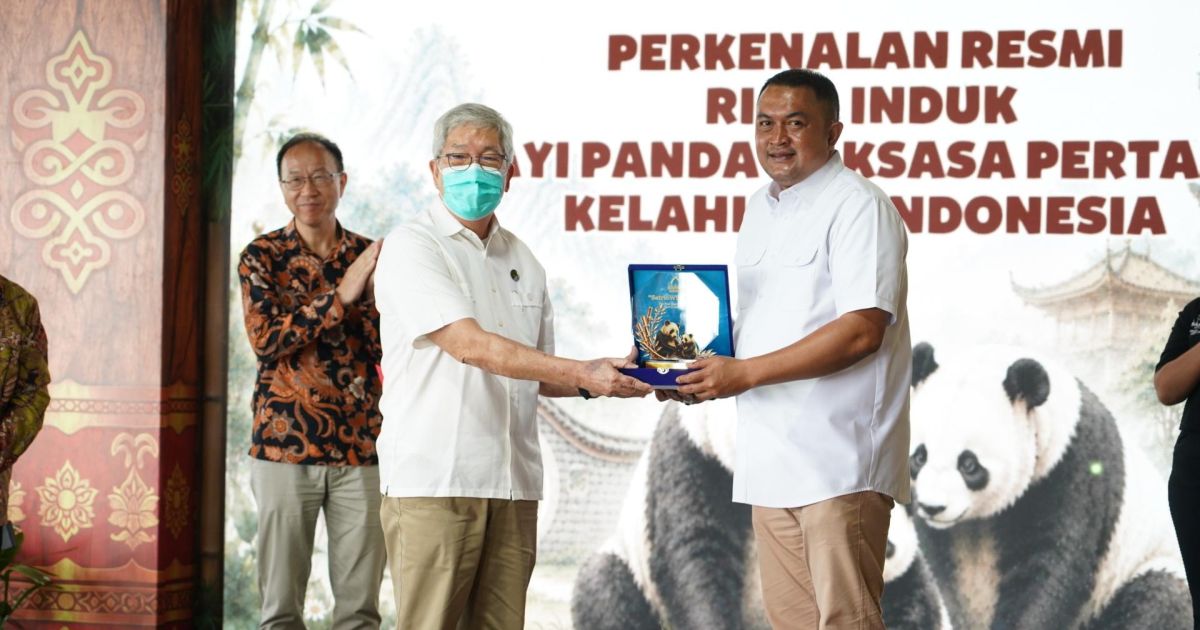 Rudy Susmanto Bangga, Baby Rio Jadi Panda Pertama yang Lahir di Indonesia