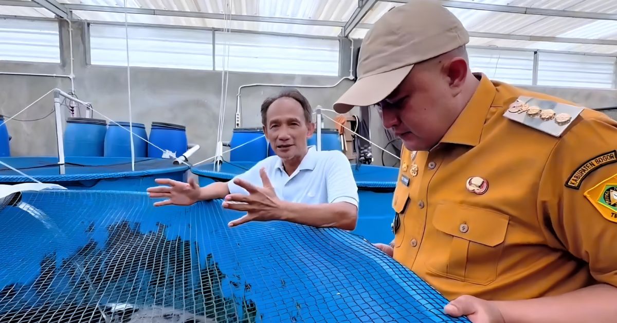 Bupati Bogor Apresiasi Yamagen Koi Farm, Budidaya Koi Ciseeng Siap Naik Kelas