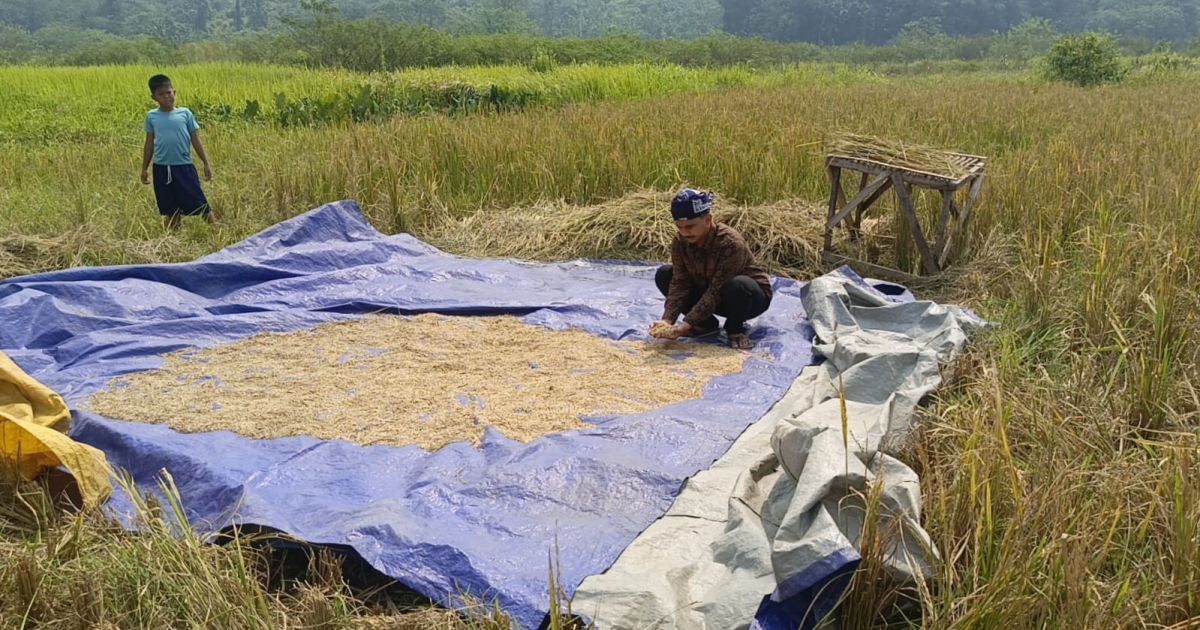 Krisis Air Hantam Petani Jasinga, KNPI Jasinga Desak Pemkab Bogor Perbaiki Irigasi