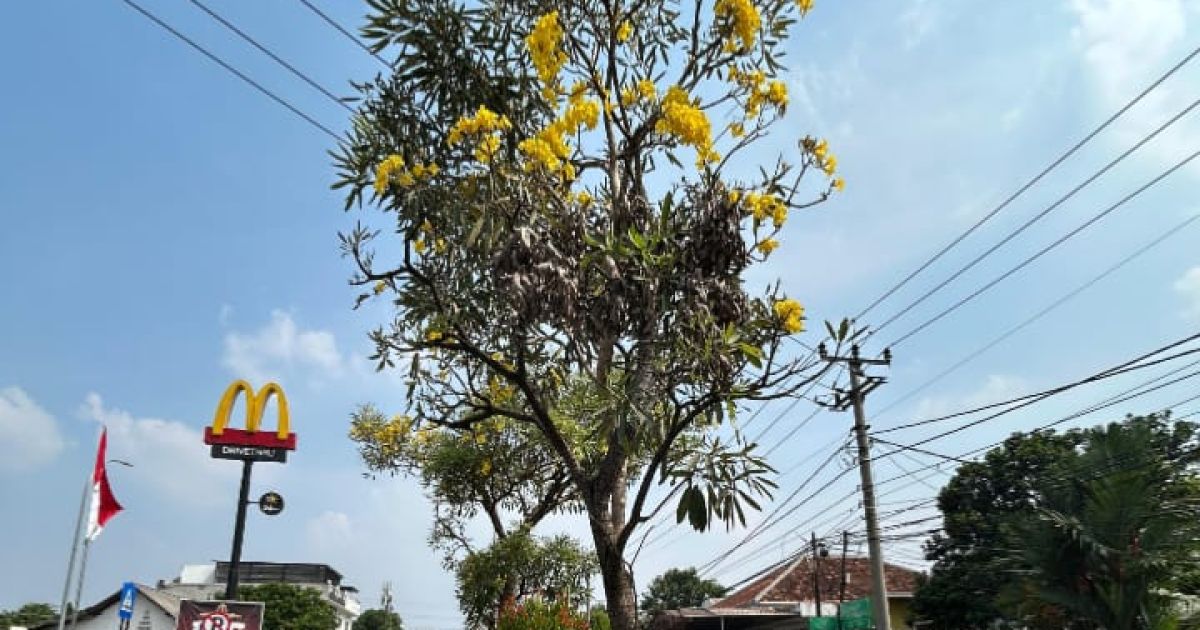Bunga Tabebuya bermekaran di sejumlah jalan utama Kota Depok. DLHK menyebut program ini bagian dari pembangunan koridor hijau modern yang mendukung estetika kota dan kelestarian lingkungan.