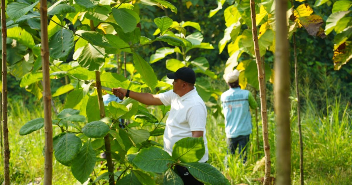 45 Ribu Pohon Tertanam di 40 Kecamatan, Pemkab Bogor Perkuat Komitmen Bangun Hutan Kota