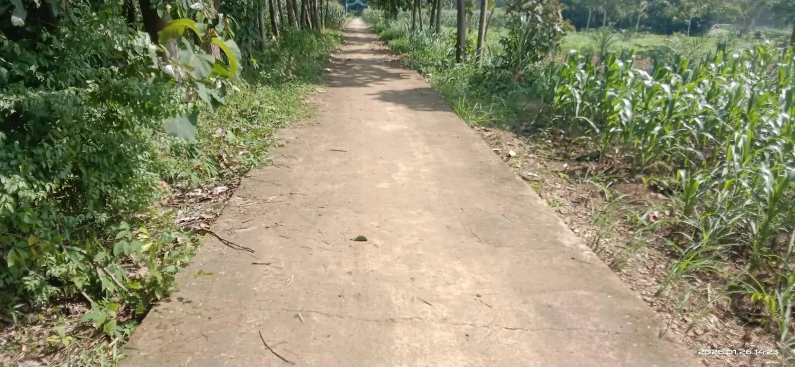 Pembangunan Pengerasan Jalan Tani di Tiga Dusun Desa Kalirejo Tanpa Prasasti, Tuai Sorotan Publik