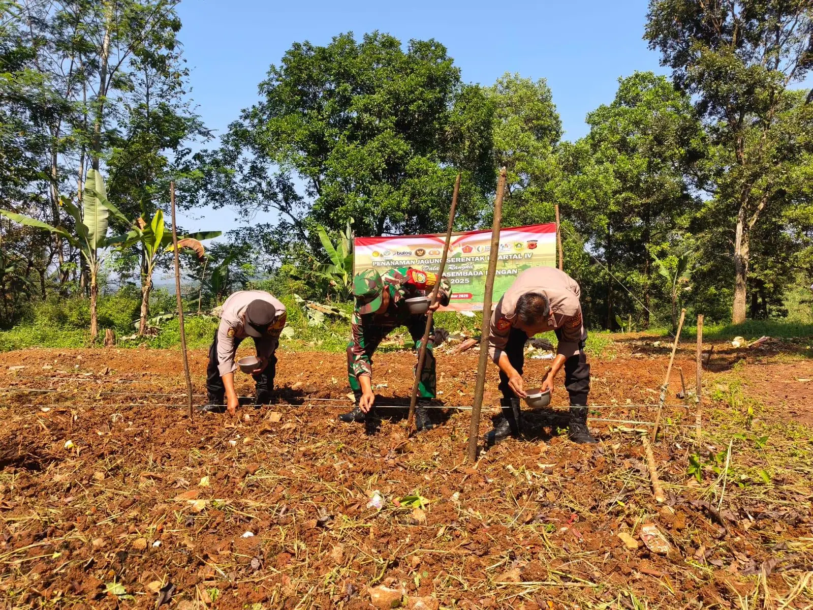 Polsek Nanggung Bersama Petani Muda Tanam Jagung Hibrida di Lahan Tidur Seluas 3 Hektare