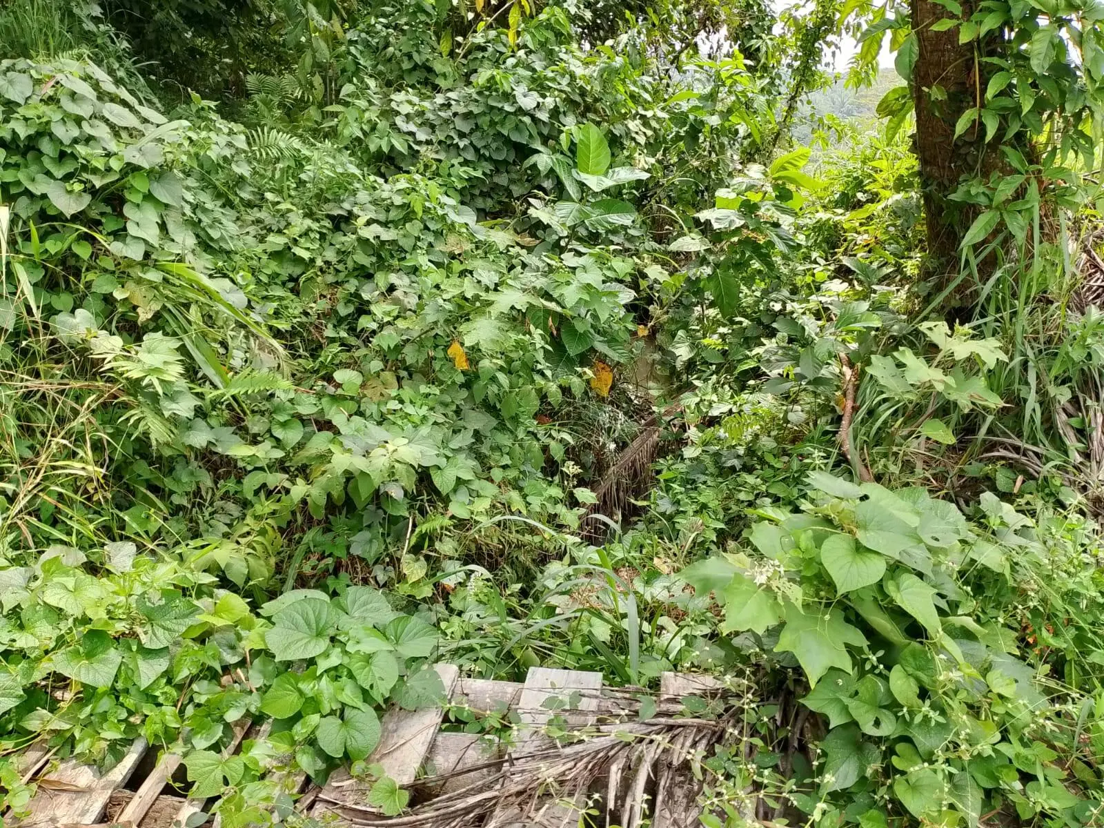 200 Hektare Sawah di Bogor Gagal Panen, Petani Menganggur