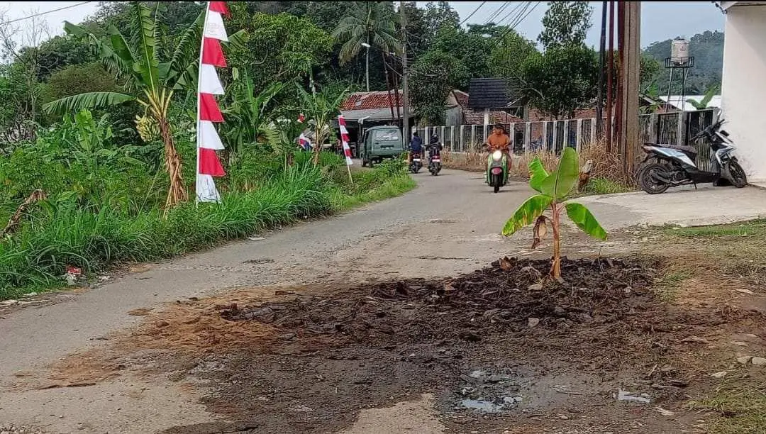 Protes Jalan Berlubang, Warga Bogor Tutup Aspal dengan Pohon Pisang
