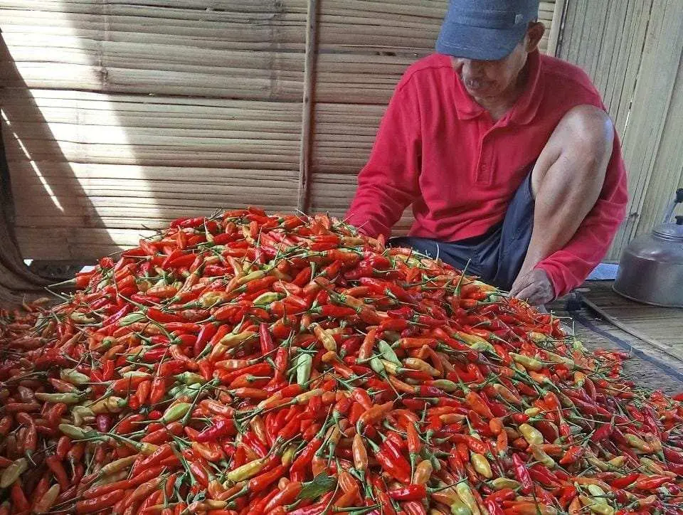 Cabai Tumbuh Subur, Petani Kalongliud Catat Panen Besar Tahun Ini
