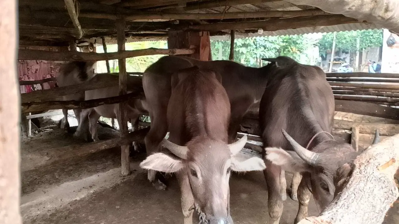 Disorot LSM, Pemdes Sadengkolot Klarifikasi Penyaluran 15 Ekor Kerbau