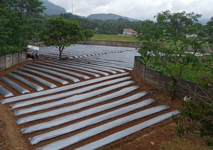 Dorong Ketahanan Pangan Mandiri, Desa Kalongliud Buka Lahan 3 Hektar untuk Hortikultura