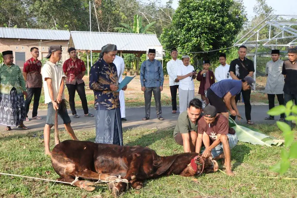 Polres Pesawaran Sembelih 9 Hewan Kurban di Idul Adha 1446 H, Wujud Kepedulian Sosial dan Iman