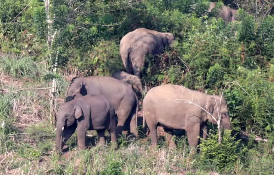 Kawanan Gajah Liar Rusak Pemukiman Warga di Tanggamus