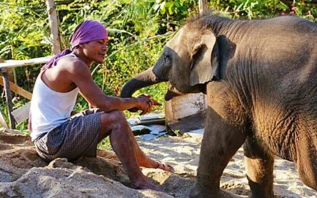 3 Mahot Didatangkan Guna Atasi Konflik Gajah Liar di Tanggamus