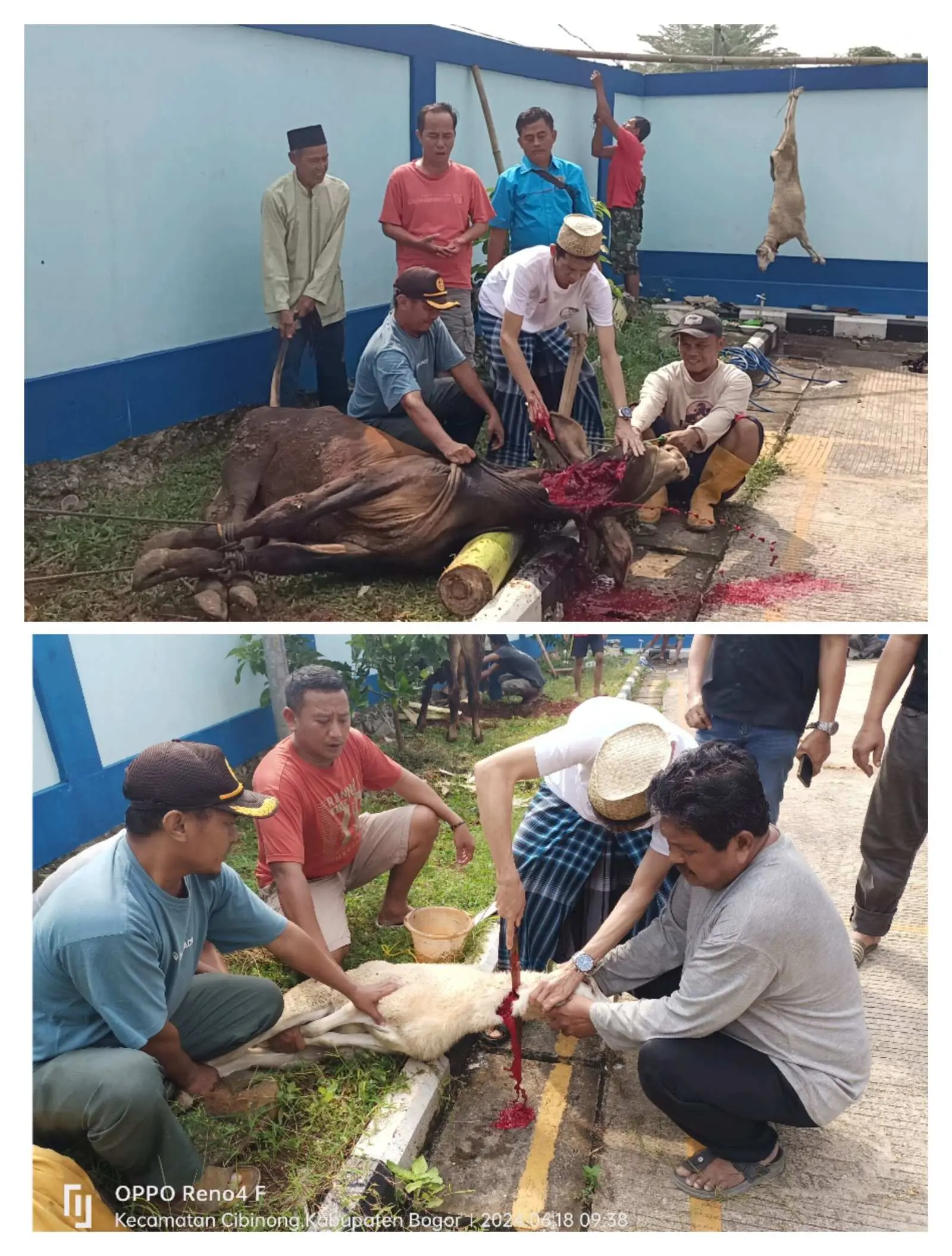 Idul Adha 1445 H, PWI Kabupaten Bogor Qurban Dua Sapi dan Enam Ekor Kambing