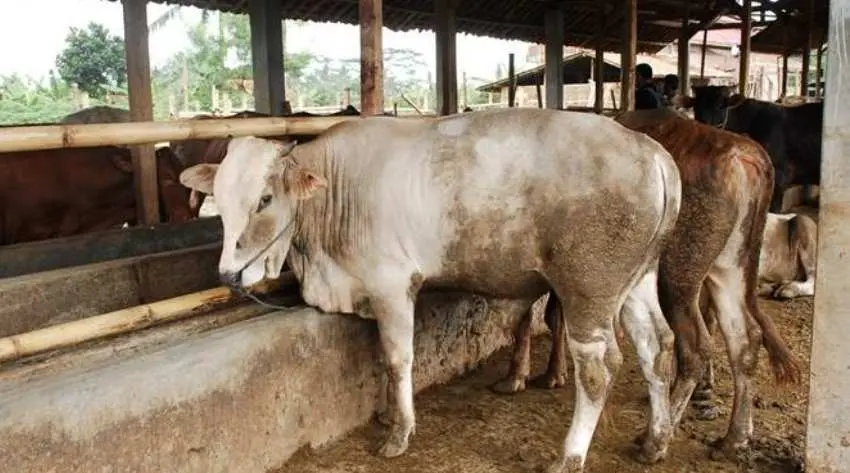 Gara-gara Sapi, Anggota DPRD Kabupaten Pemalang Ini Dilaporkan Ke Polisi