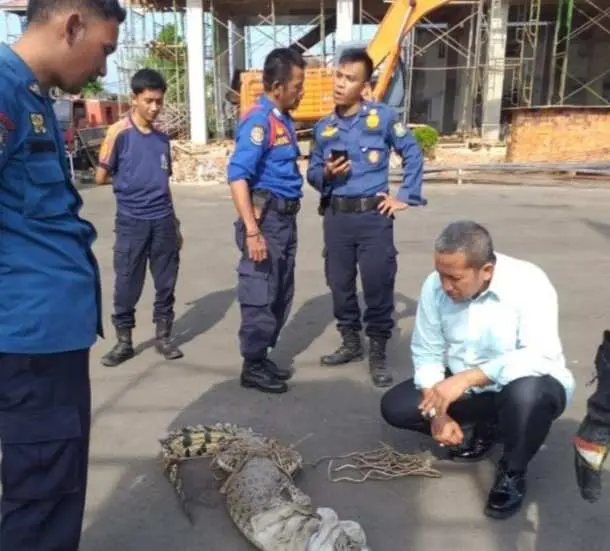 Buaya Dengan Panjang Dua Meter Jaring Nelayan 