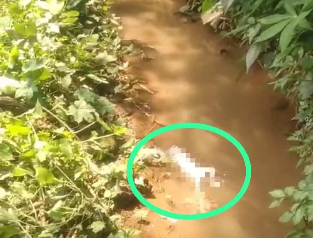 Viral Penemuan Mayat Bayi di Irigasi Pesawahan, Polsek Caringin Lakukan Penyelidikan