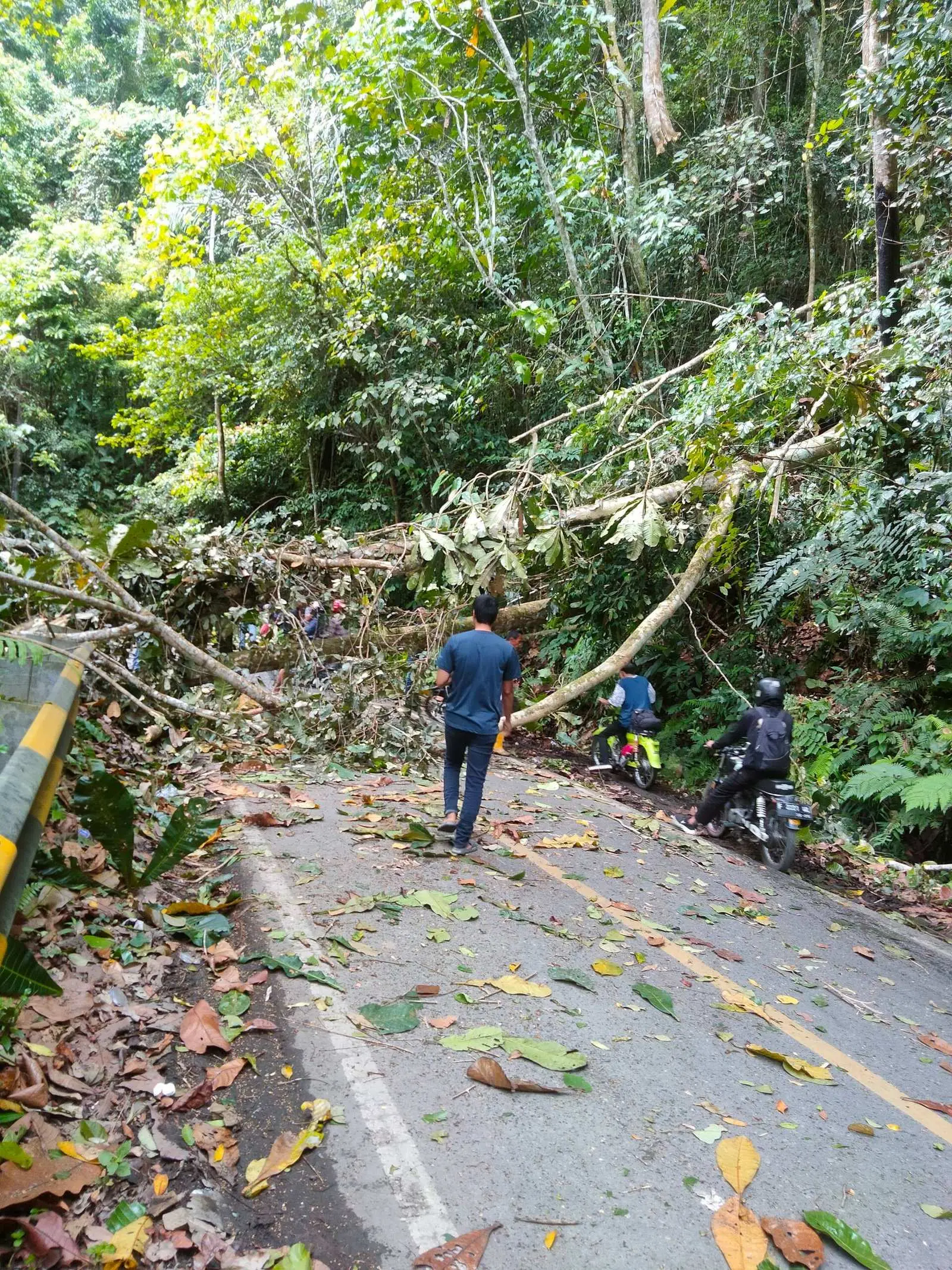 Jalan Liwa Krui macet total, Akibat Pohon tumbang