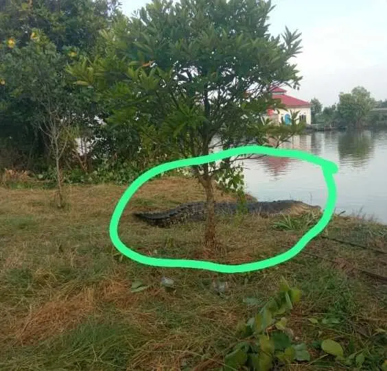 Warga Resah Buaya Kembali Muncul Di Muara Pantai Gudang Agen