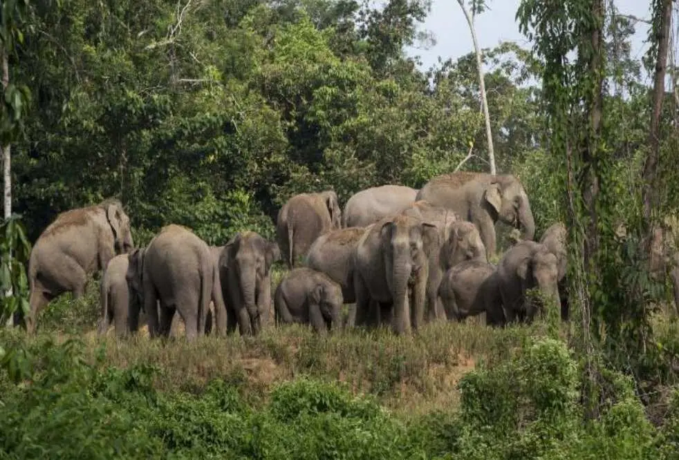 Kawanan Gajah Liar Usik Kenyamanan Warga Tuguratu