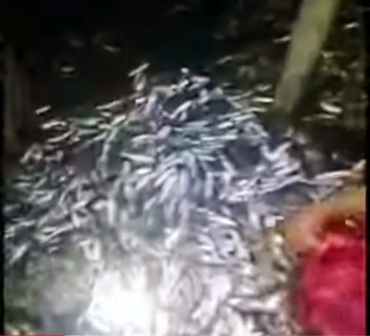 Geger! Fenomena Ikan Naik ke Pantai di Lampung