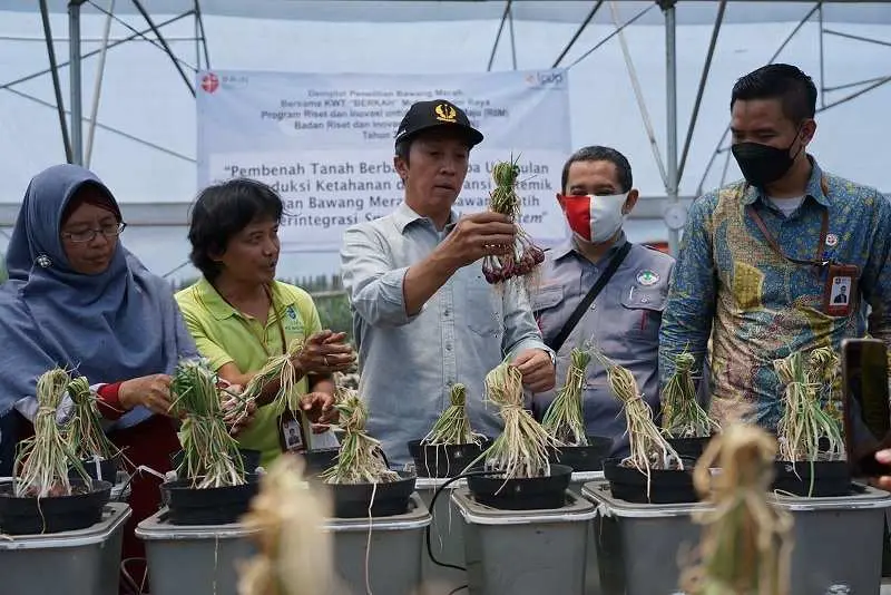 KWT Berkah Mutiara Bogor Raya & BRIN Kerjasama Teliti Bawang Merah