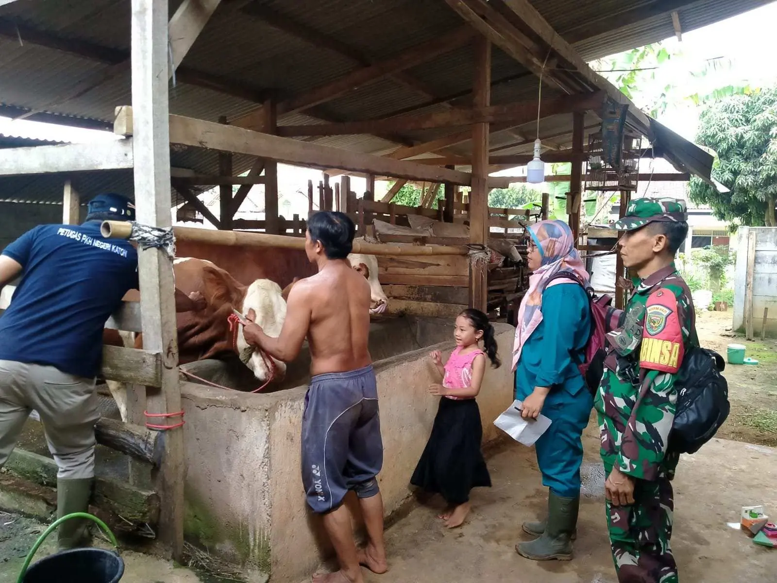 Dinas Perkebunan dan Peternakan Pesawaran Bersama Babinsa Bangunsari Lakukan Vaksinasi PMK