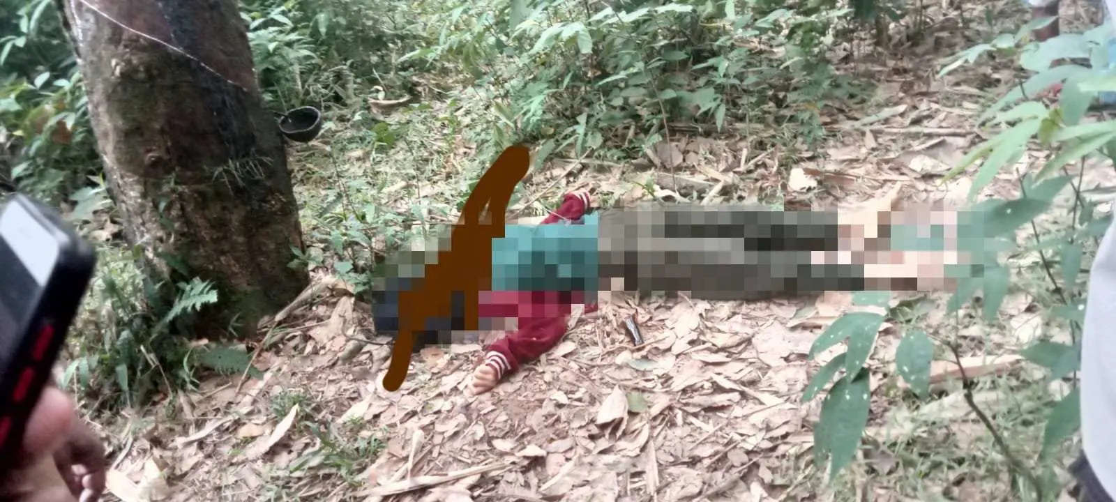 Kaget! Hendak Sadap Karet, Iwan Malah Temukan Mayat Wanita