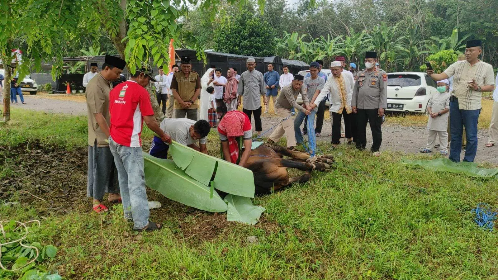 Polres Pesawaran Qurban 2 Ekor Sapi Dan 5 Ekor Kambing