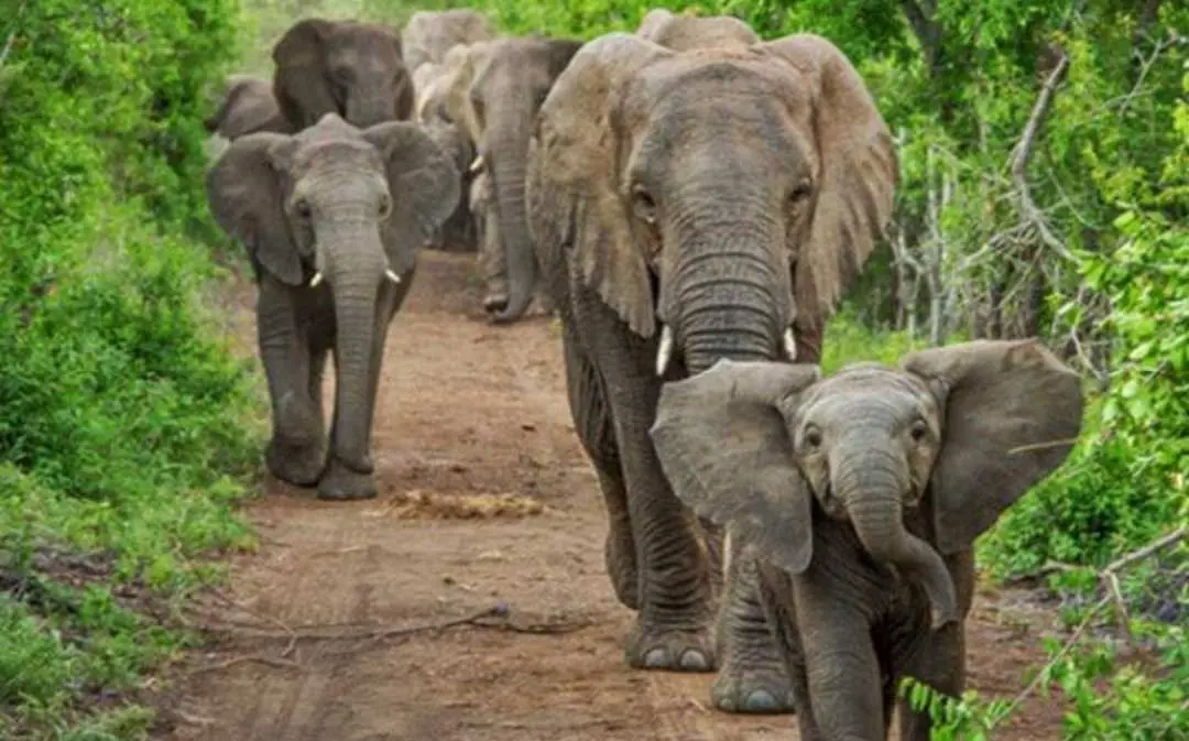 Gajah Liar Rusak Pemukiman Warga Minta Petugas Segera Bertindak