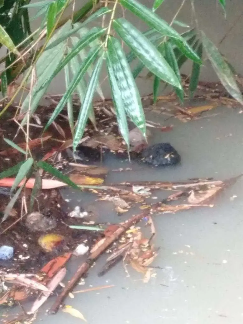 Mayat Mengapung di Aliran Sungai Way Hindik, Gegerkan Warga Way Lima