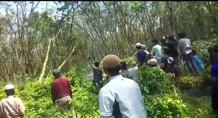 Amuk Massa 7 Tiyuh, Tebangi Pohon Karet Milik PT. HIM 