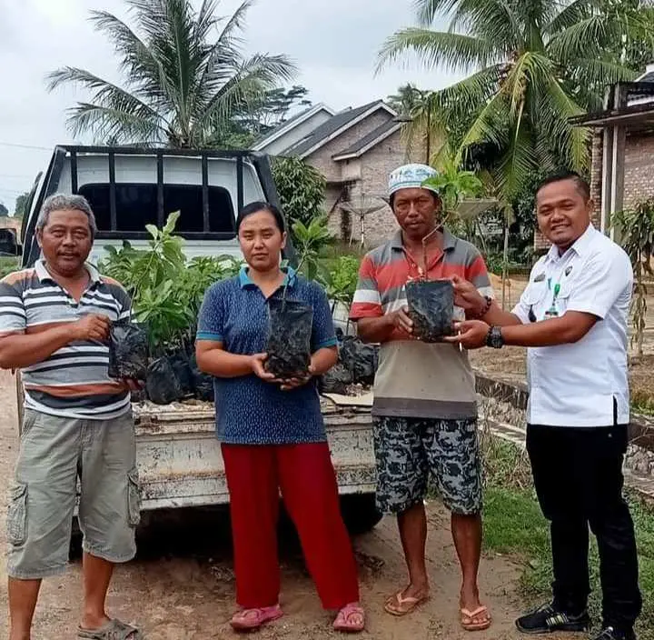 Kades Sidomulyo Muammar Bagikan 1500 Bibit Alpukat