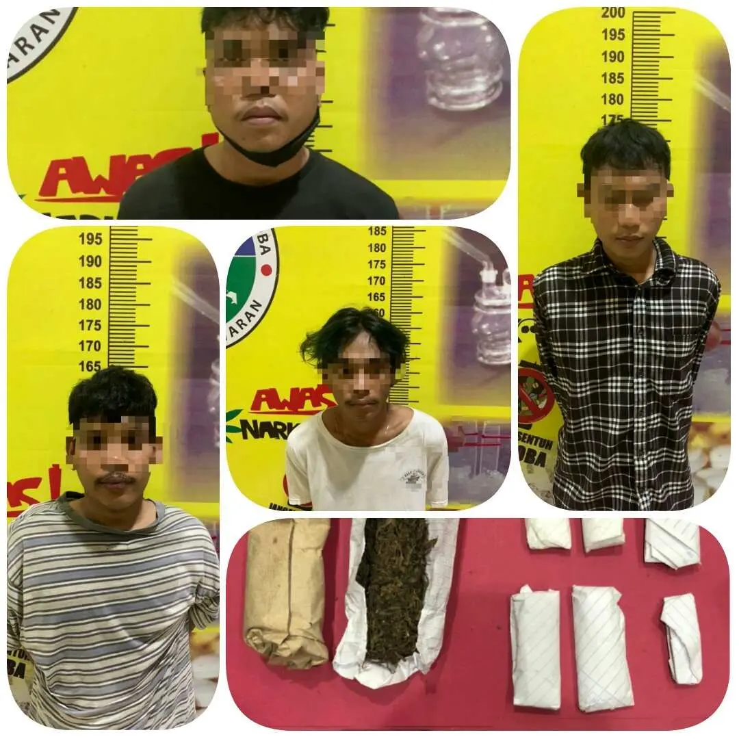 Satreskoba Polres Pesawaran Ungkap Jaringan Narkotika Jenis Ganja Dan Amankan 4 Pelaku