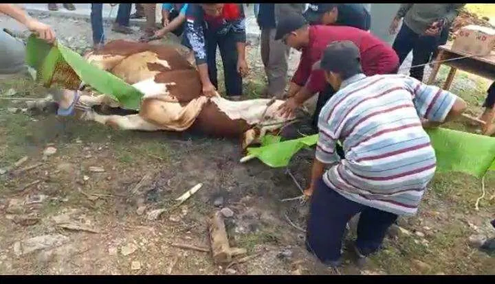 Kampung Qur’an Al-fusha Bagikan 750 Paket Daging Qurban Untuk Masyarakat