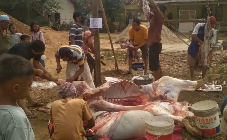 Warga Dusun Citerep Merak Batin Natar Kurban Sapi 9 Ekor Dan Kambing 24 Ekor