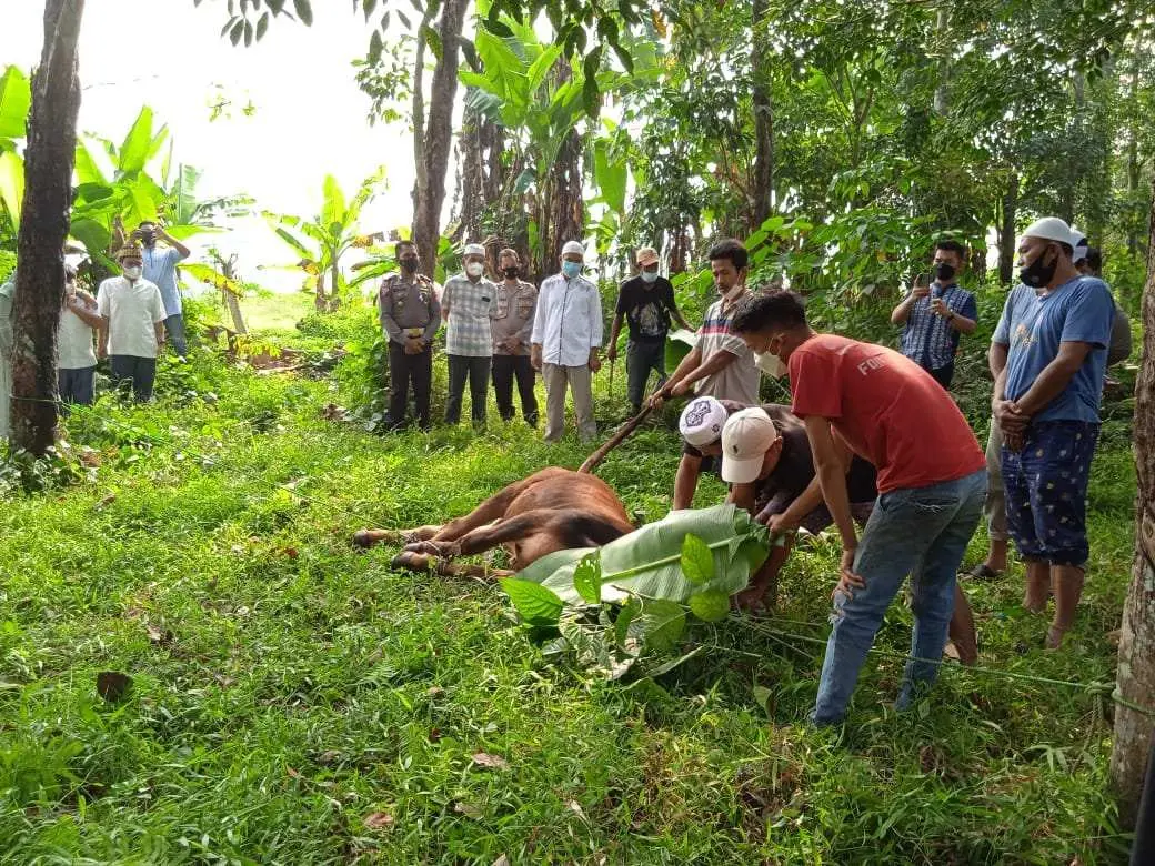 Polres Pesawaran Kurban 3 Ekor Sapi dan 10 Ekor Kambing