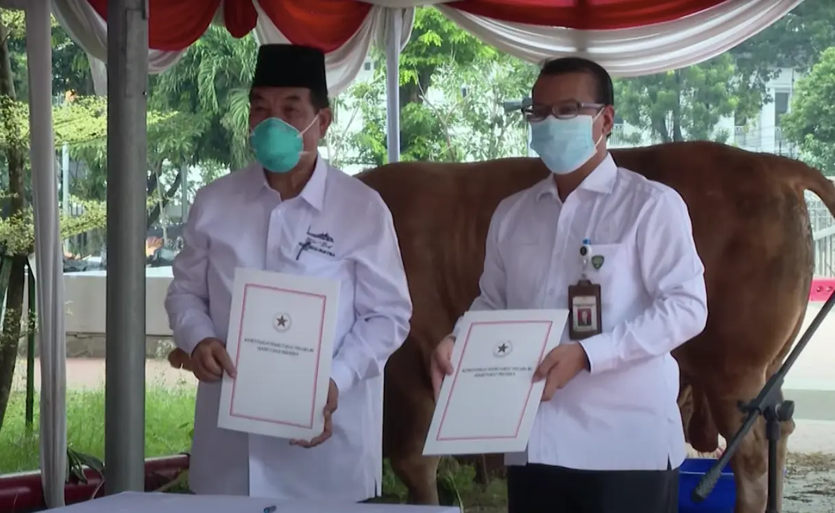 Jokowi Kurban Sapi Jenis Limosin Cross di Masjid Istiqlal