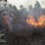 350 Hektar Lahan Hingga Satwa di Taman Nasional Way Kambas Terbakar